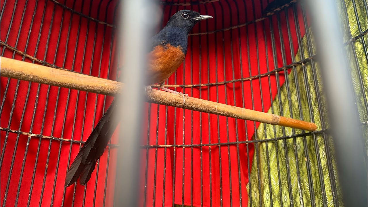 Penasaran dengan murai batu nias ! Beda burung beda karakter