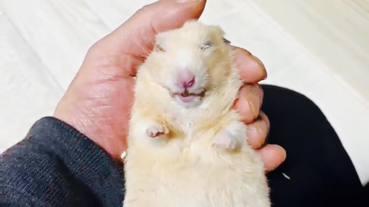 ハムスターが亡くなる直前の瞬間に涙する飼い主　おもしろ可愛い動物