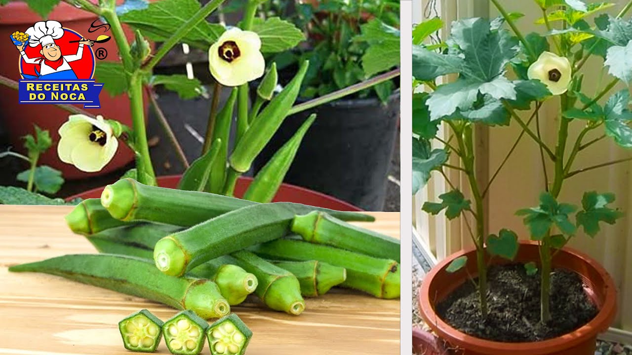 QUIABO O ANO INTEIRO NO VASO! 🎋Não plante sem ver este vídeo antes ...