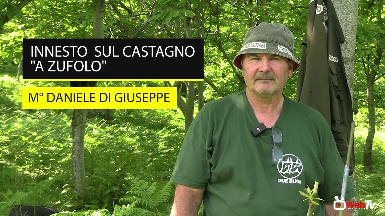 Innesto sul castagno 