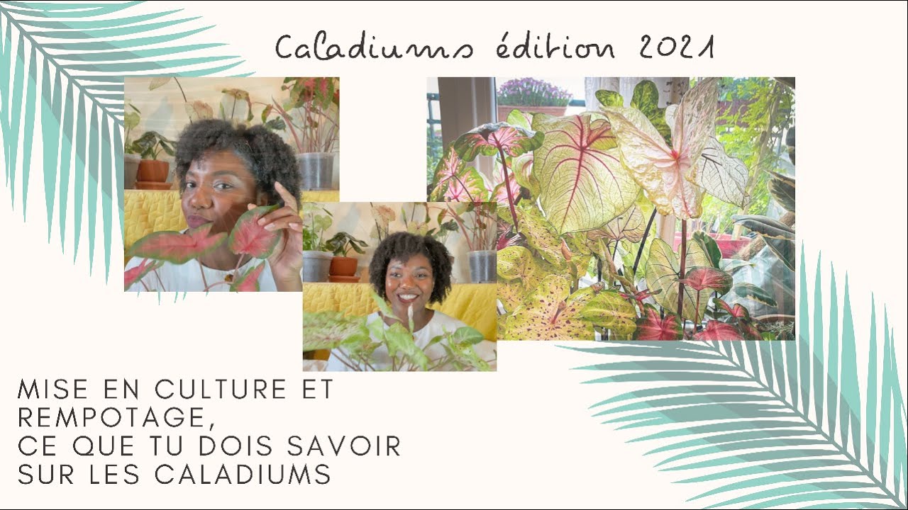 Caladium 2021 , mise en culture , rempotage et présentation