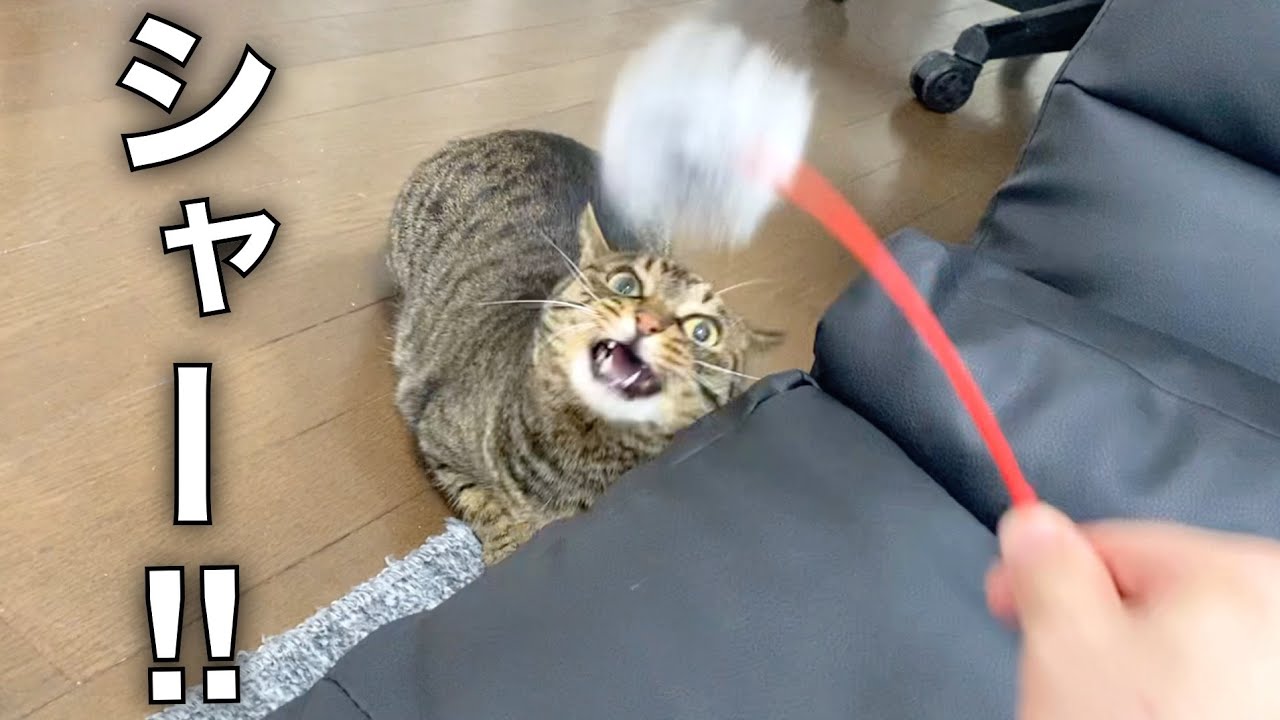 オモチャで凶暴猫の頭を攻撃したらブチギレられた...