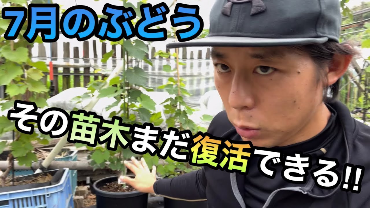 7月のぶどうの苗木の様子を観察〜樹勢回復と病害虫被害への対応〜