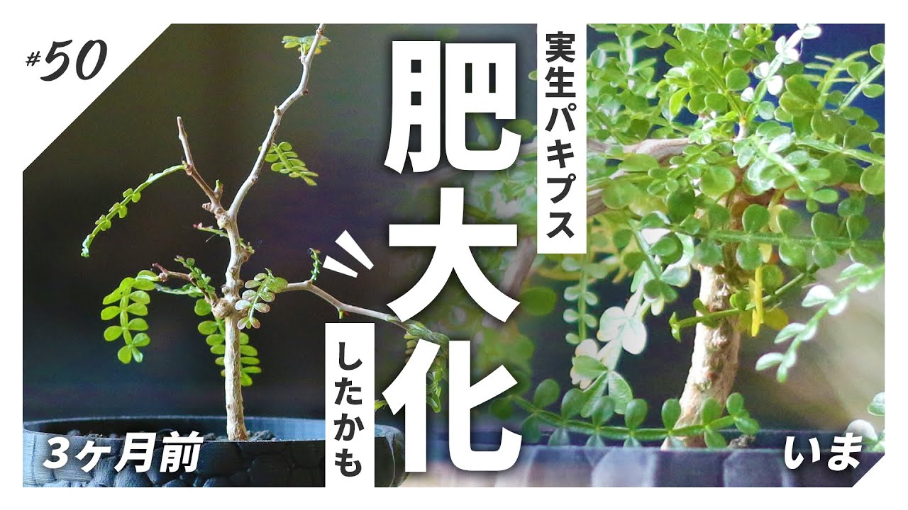 【塊根植物】観葉植物の土で一夏を超えた実生パキプスの太り具合を見てほしい/根挿しにも挑戦