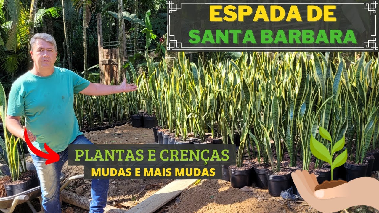 ESPADA DE SÃO JORGE | TUDO SOBRE mudas