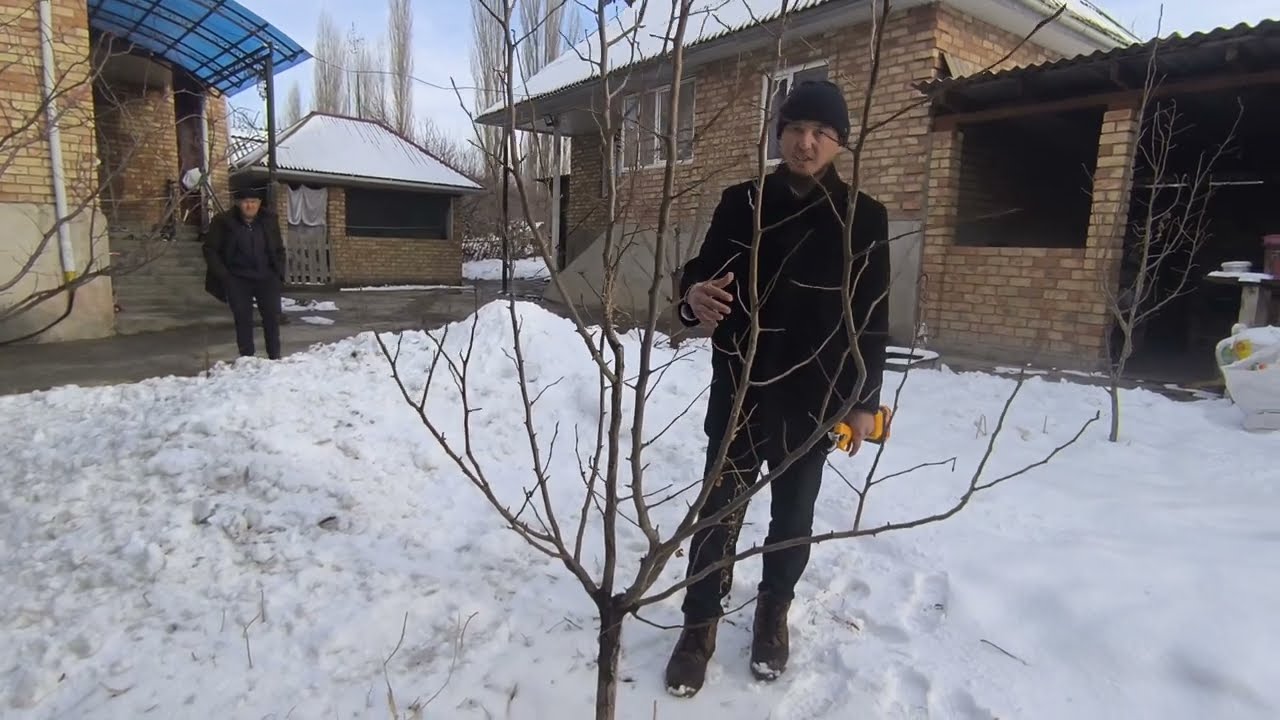 🍐Алмурут өстүрүү Ноокат Кулатов🍐