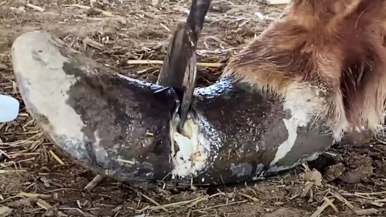 The Horse Can't Stand Steadily, It Hasn't Been Repaired For 8 Years, Save It!【Asmr Hoof】