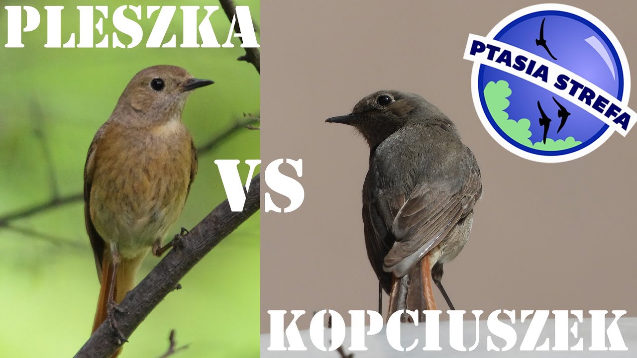 pleszka vs kopciuszek