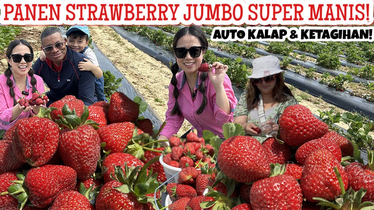 KALAP PANEN STRAWBERRY HANYA YANG JUMBO SUPER MANIS🍓| PERDANA PANEN STRAWBERRY BERKILO-KILO 2025