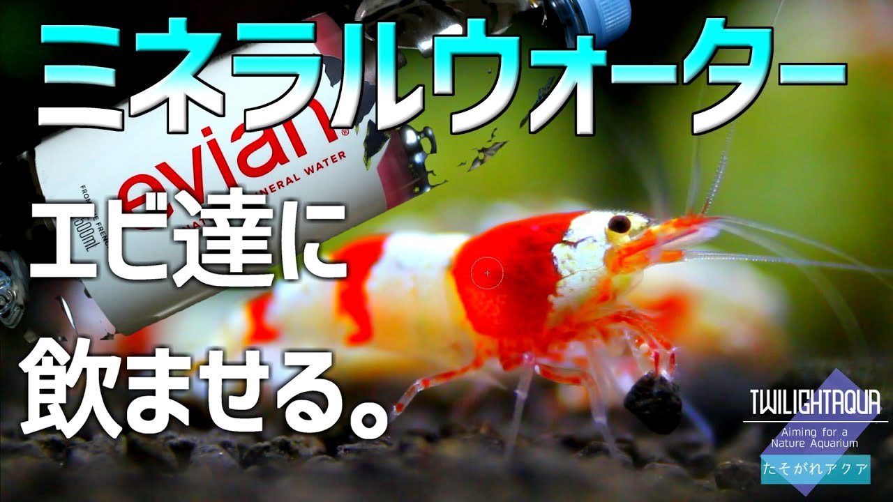 レッドビーシュリンプ水槽にミネラルウォーターを添加！エビがイキイキ！？#30【アクアリウム】