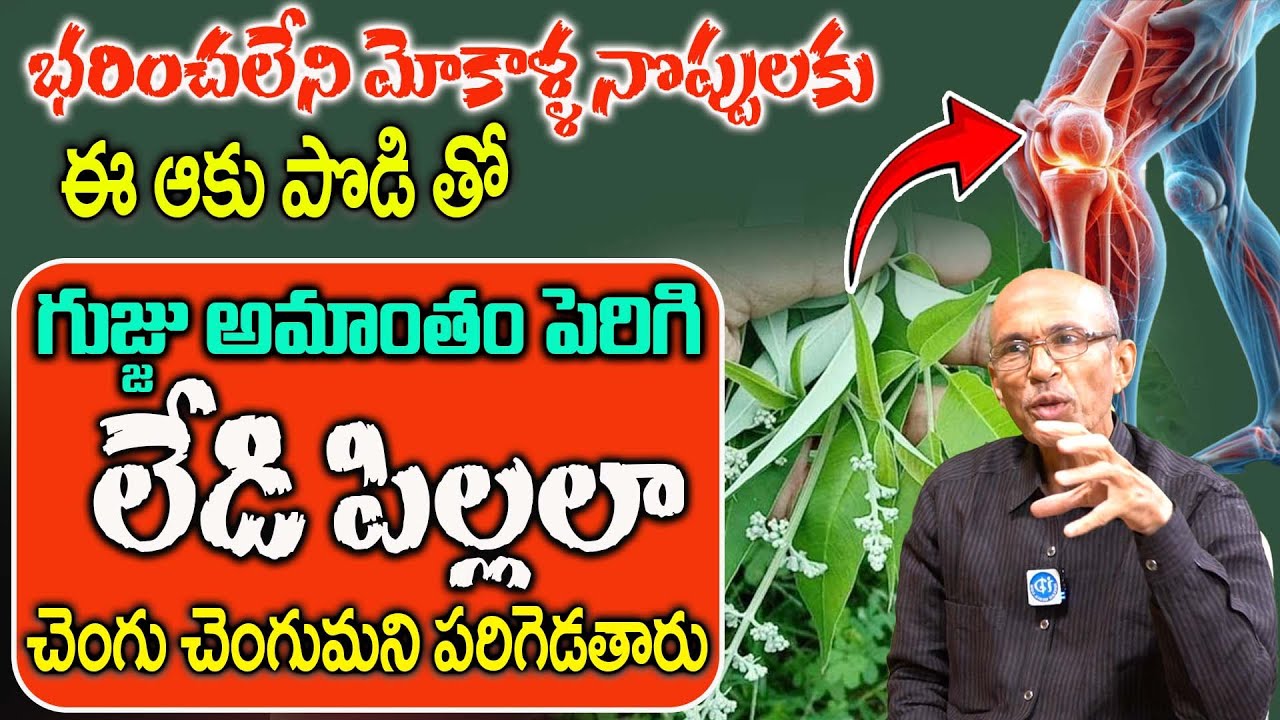 బెల్లం లో ఈ ఆకు పొడి కలిపి తింటే మోకాళ్ళ నొప్పులు పూర్తిగా మాయం | knee pain will be completely gone