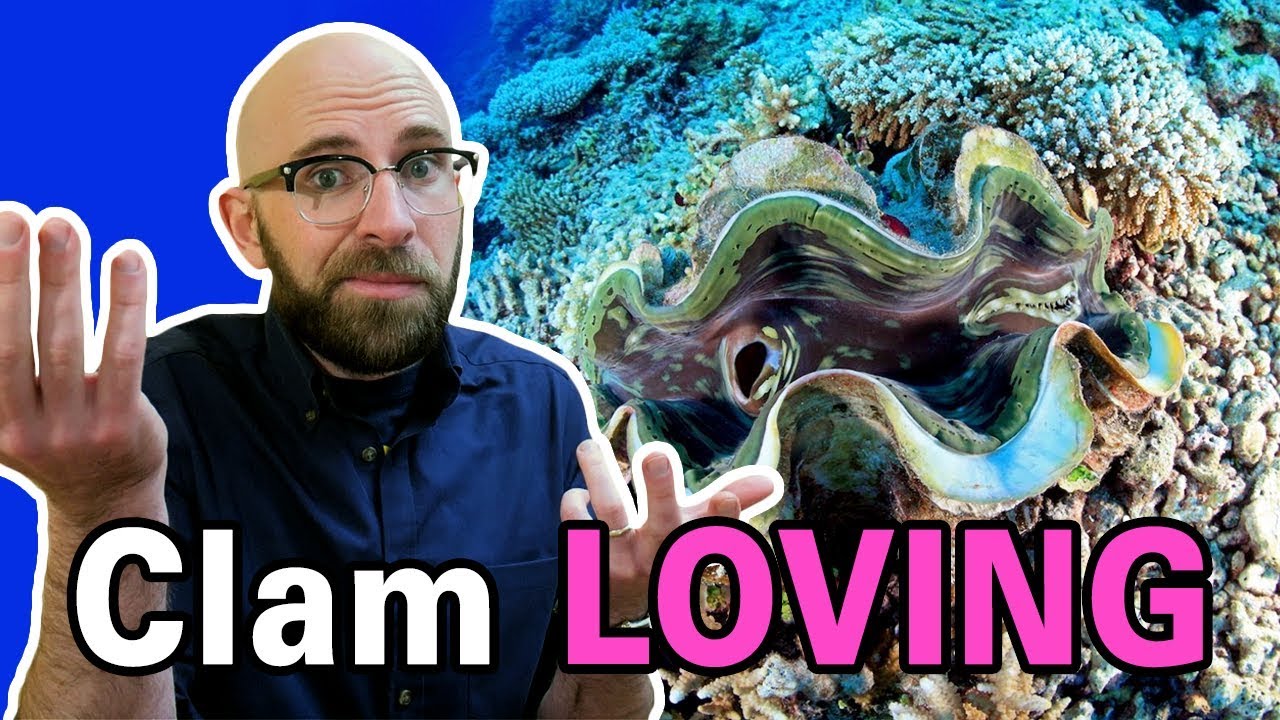 How Do Clams Reproduce?