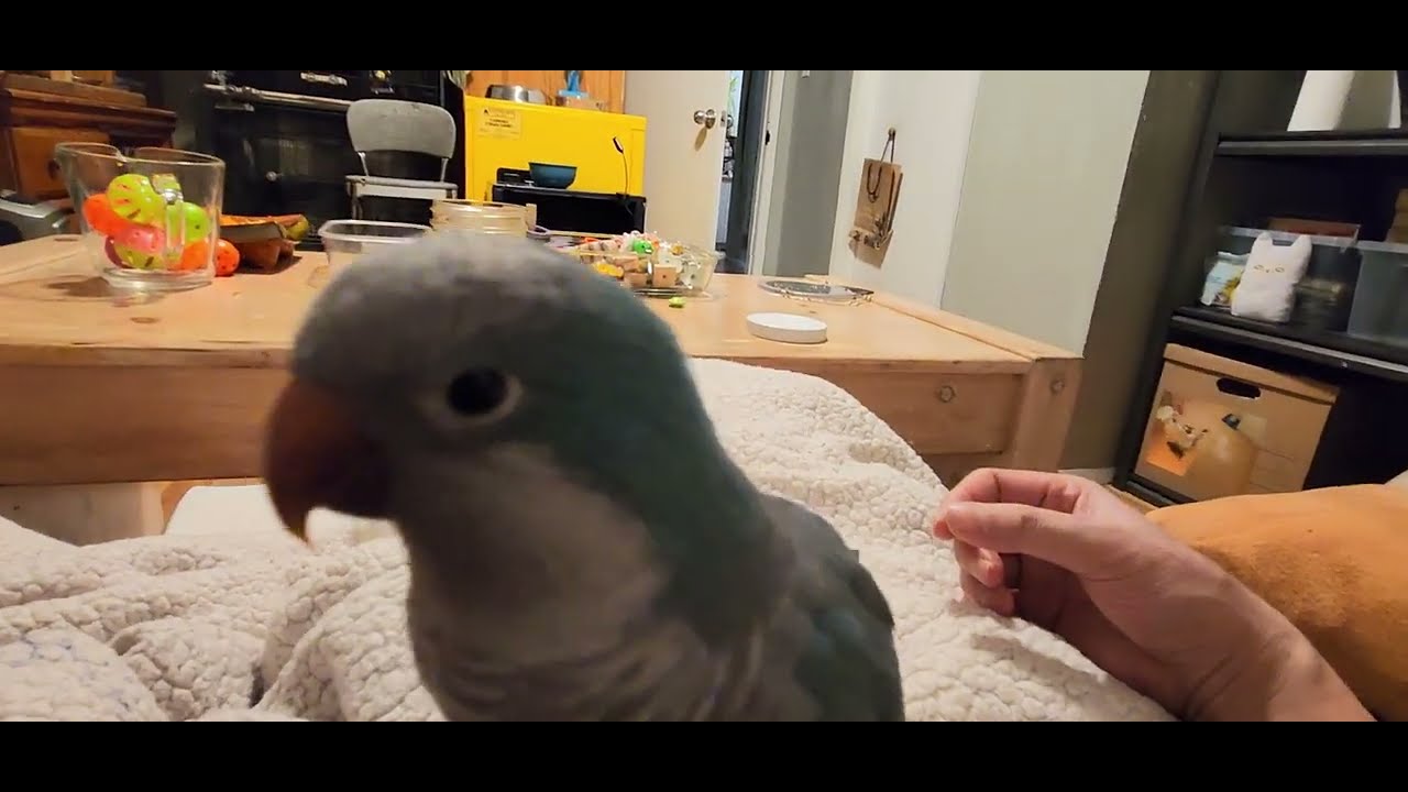 Attack on Bird -tan. 進擊的鳥人