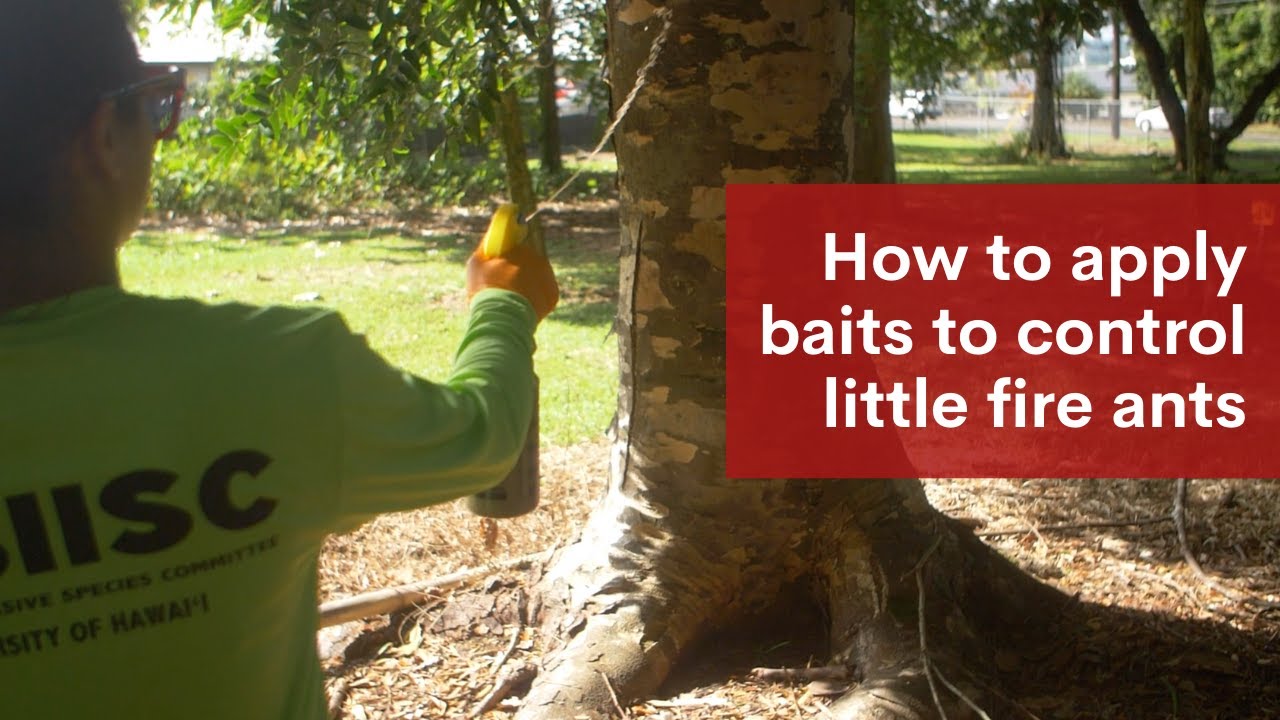 How to Apply Bait to Control Little Fire Ants