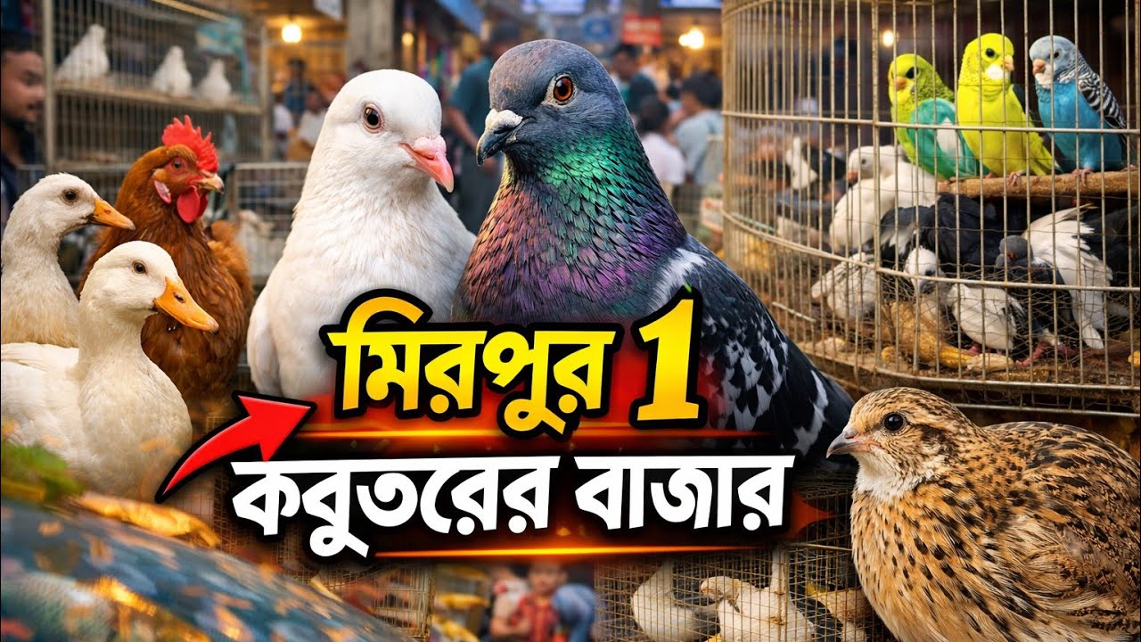 কবুতর বাজার মিরপুর-১।  লাইভ সরাসরি