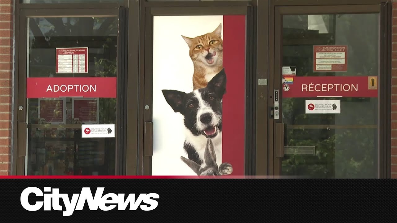 Montreal SPCA sees rise in pet surrenders