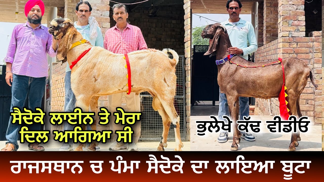  ਪੰਮਾ ਸੈਦੋਕੇ ਦੇ ਰਾਜਸਥਾਨ ਚ ਲਾਏ ਬੱਕਰਿਆਂ ਦੇ ਬਾਜ਼ਾਰ । BIG BEETAL GOAT OF SAIDOKE BLOODLINE 