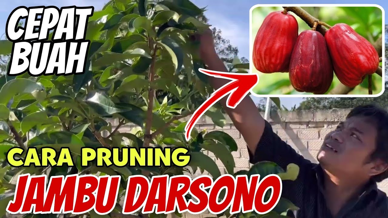Cara Pruning Jambu Darsono / BOL agar Cepat Berbuah