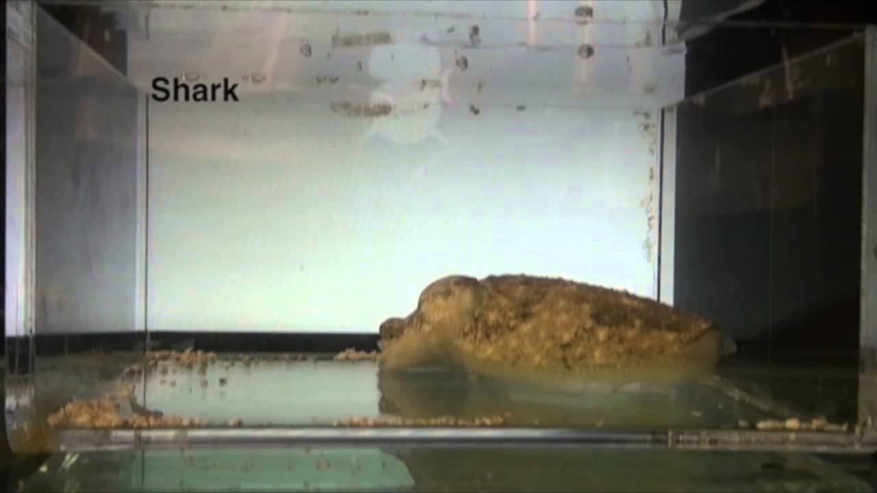 Stealth Technology of the Cuttlefish {Duke University Research}