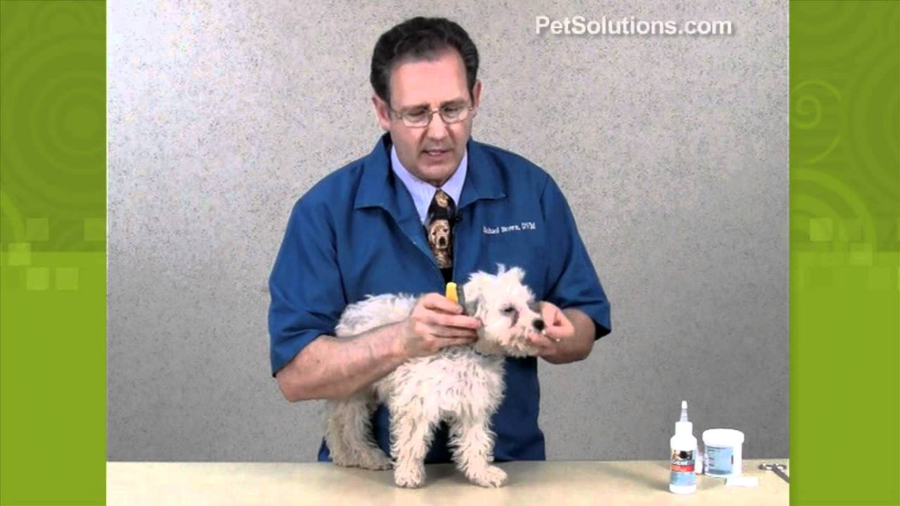 PetSolutions: Remove Tear Stains from Your Dog