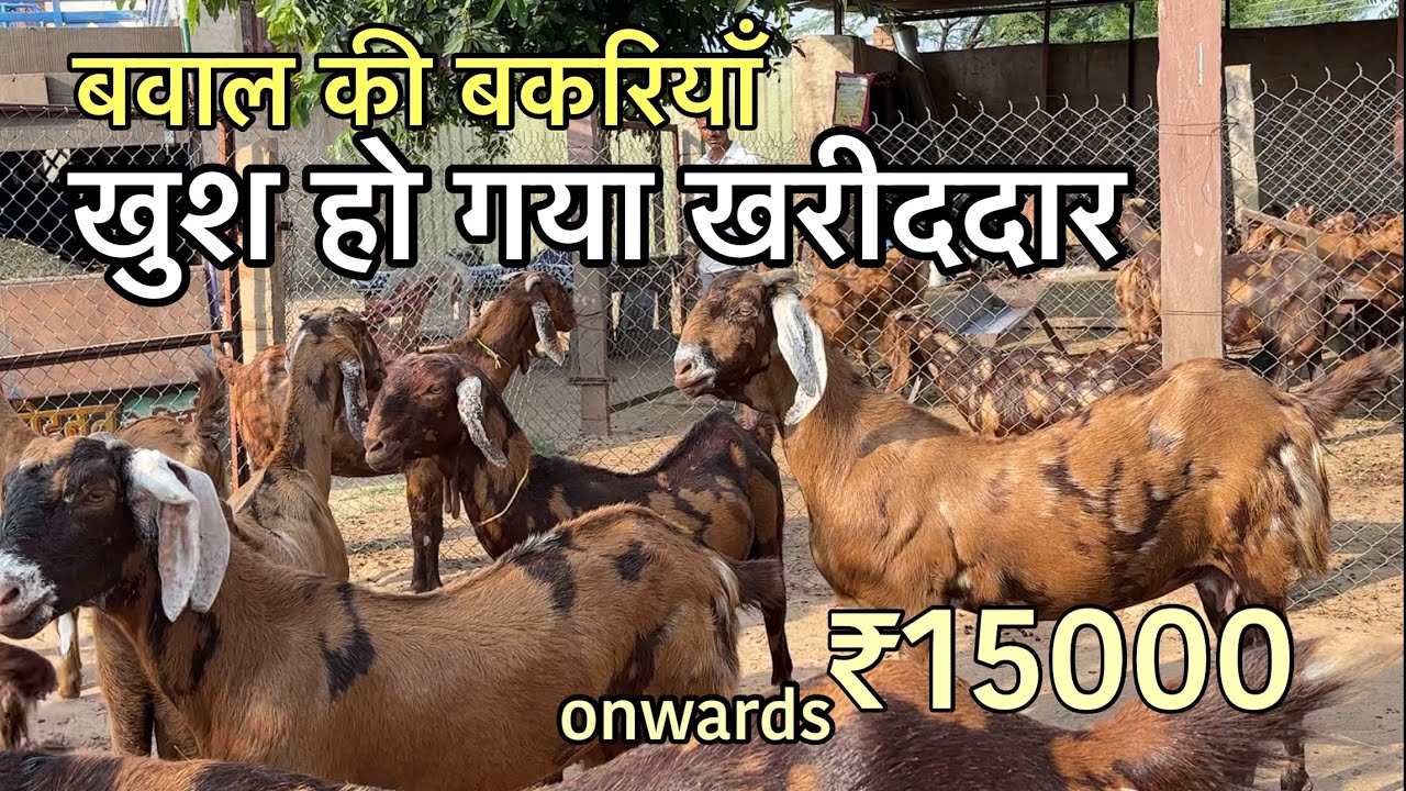 सस्ती ￼￼वाली ￼बवाल की बकरियां खुश हुआ खरीददार | rajasthan samriya goat farm 6376858249