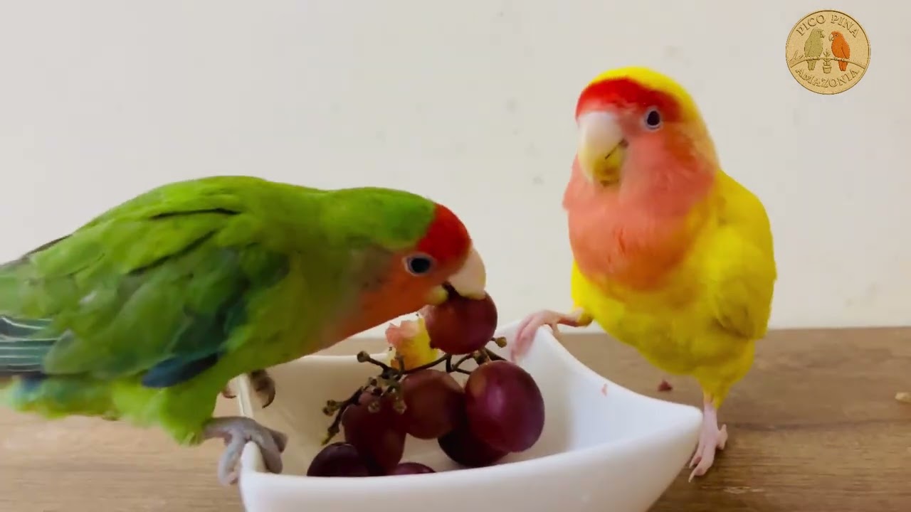 Parrots Can’t Resist Grapes 🍇🦜 | Cute Feeding Time
