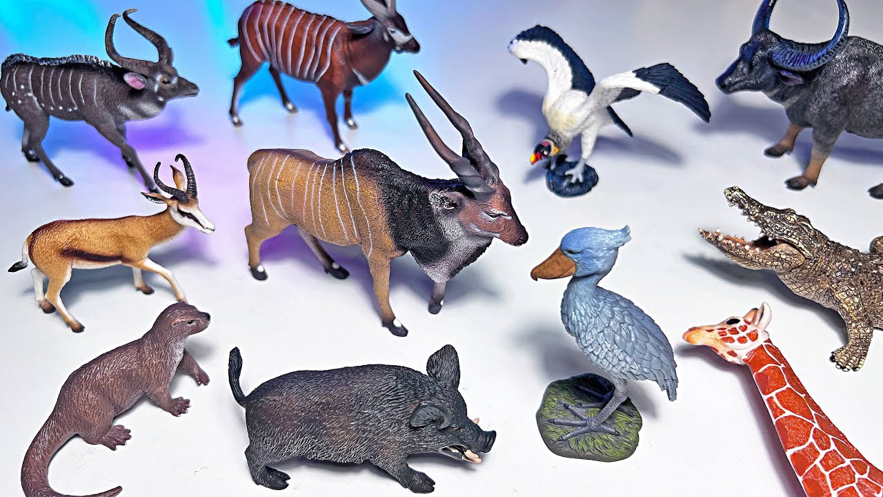 Wild Animals, Birds - Otter, Water Buffalo, Wild Boar, Mountain Nyala, Antelope, Vulture, Shoebill