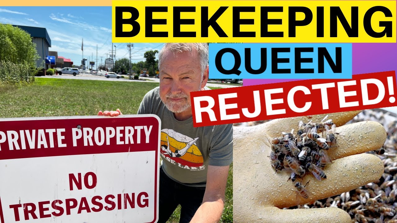 Beekeeping | How Bees Behave When They Reject A Queen