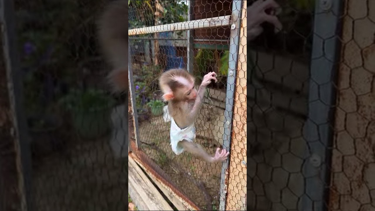 Малыш обезьянчик лазает 