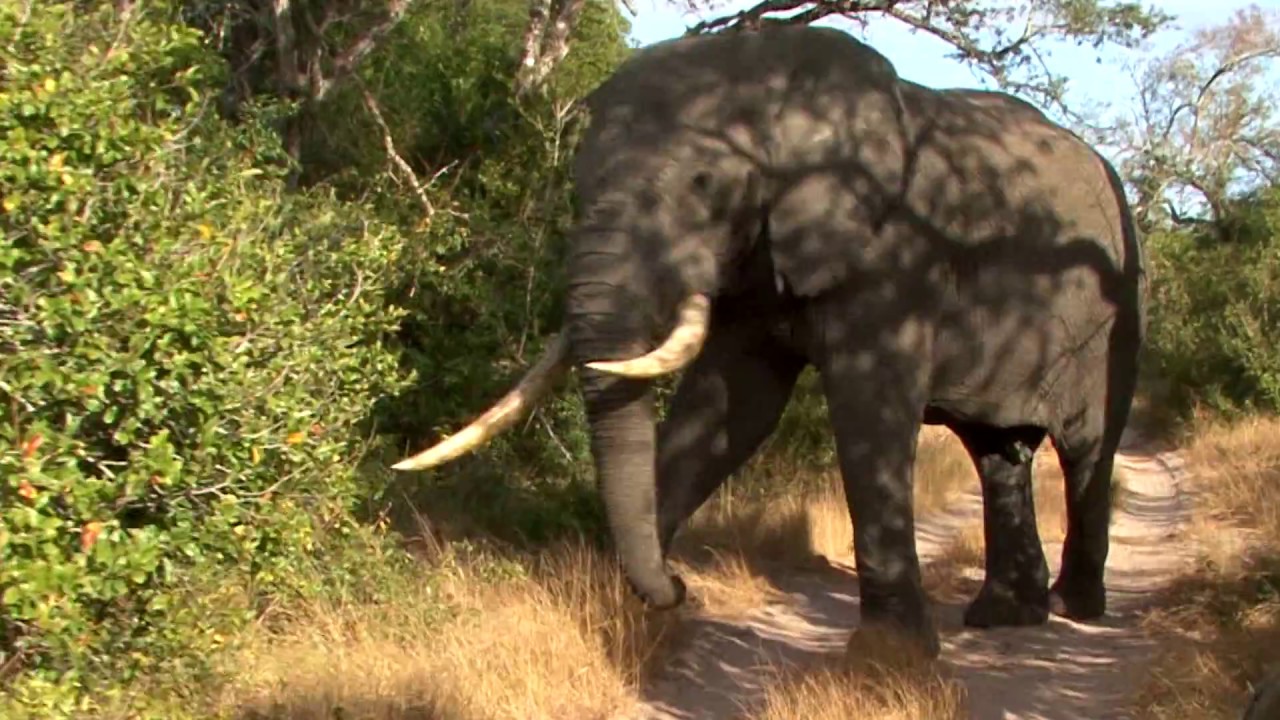 DUrbanTV TEMBE ELEPHANT PARK