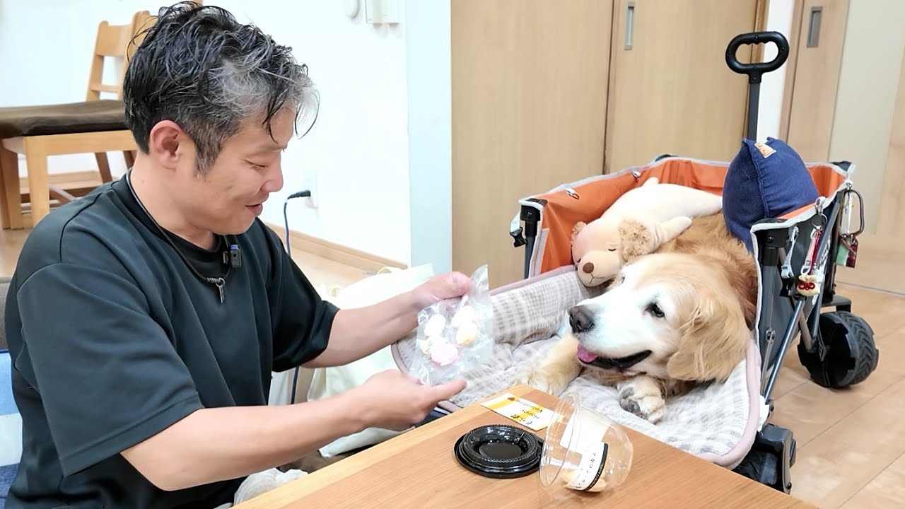 病気になり引退した君に。何とか出会いを与えたい。【Golden Retriever japan】