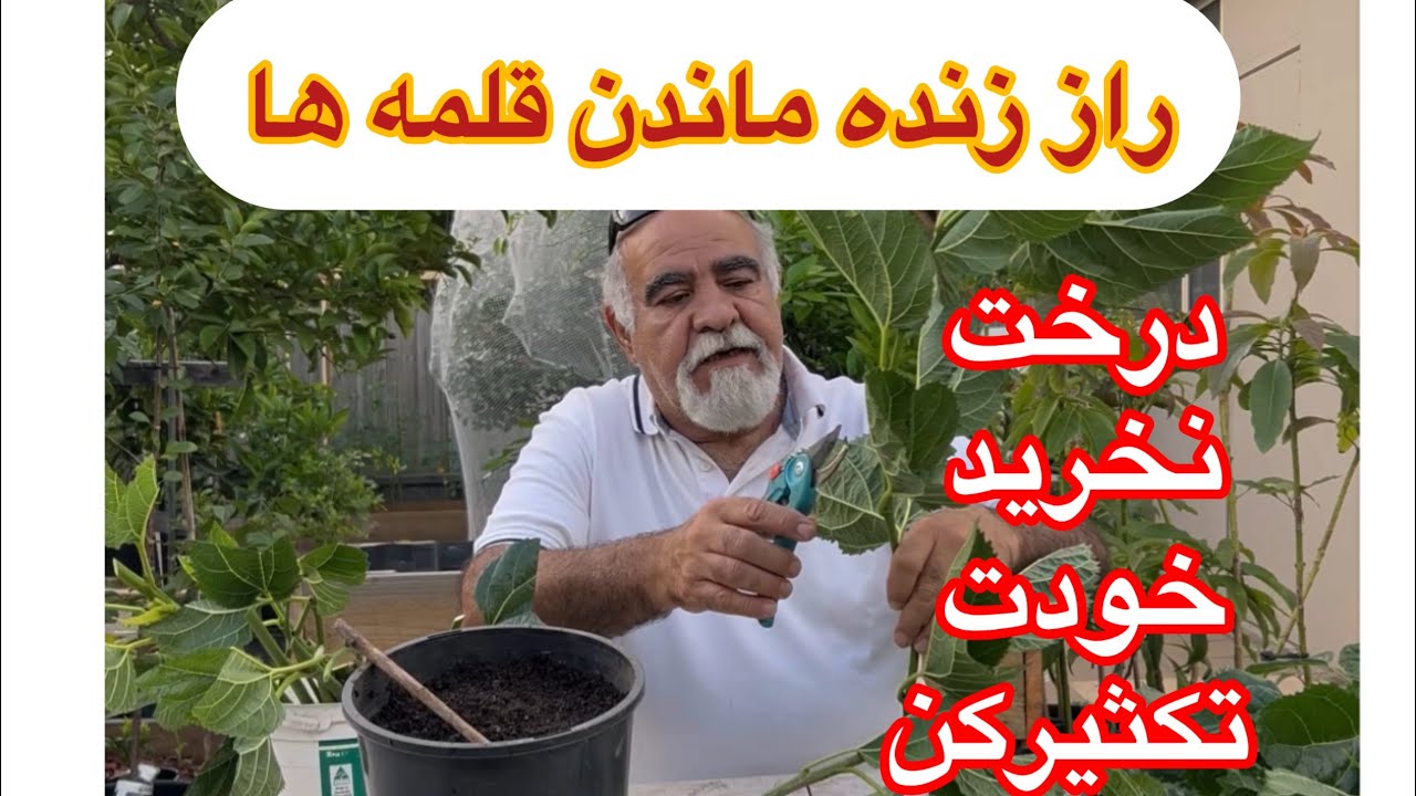 آموزش کامل و خیلی ساده قلمه زدن ‌تکثیر شاتوت و توضیحات بسیار مهم که باید بدانید