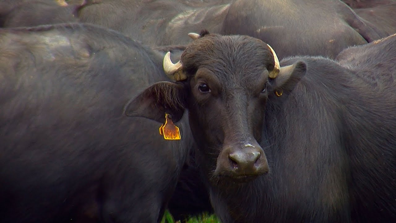 Raising and Breeding Water Buffalo in Colombia - TvAgro por Juan Gonzalo Angel