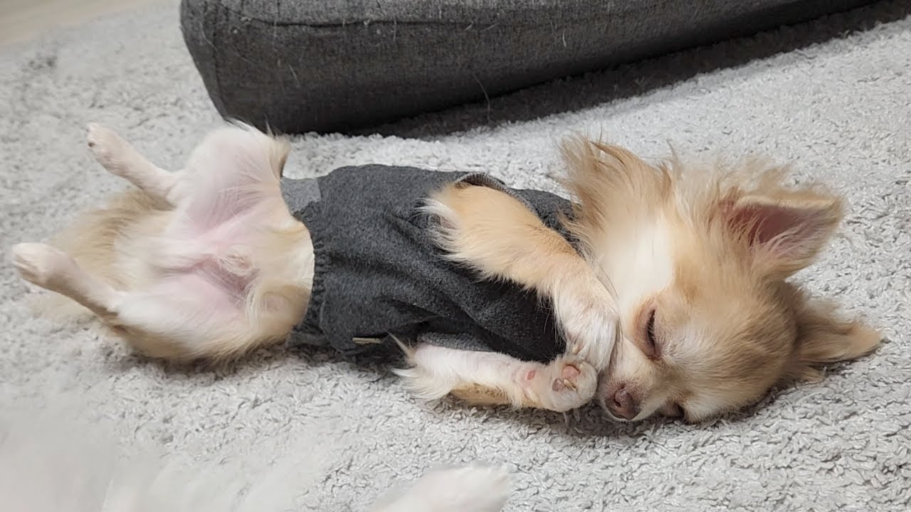 突然のヘンテコな &ldquo;のび〜&rdquo; に吹いた😂