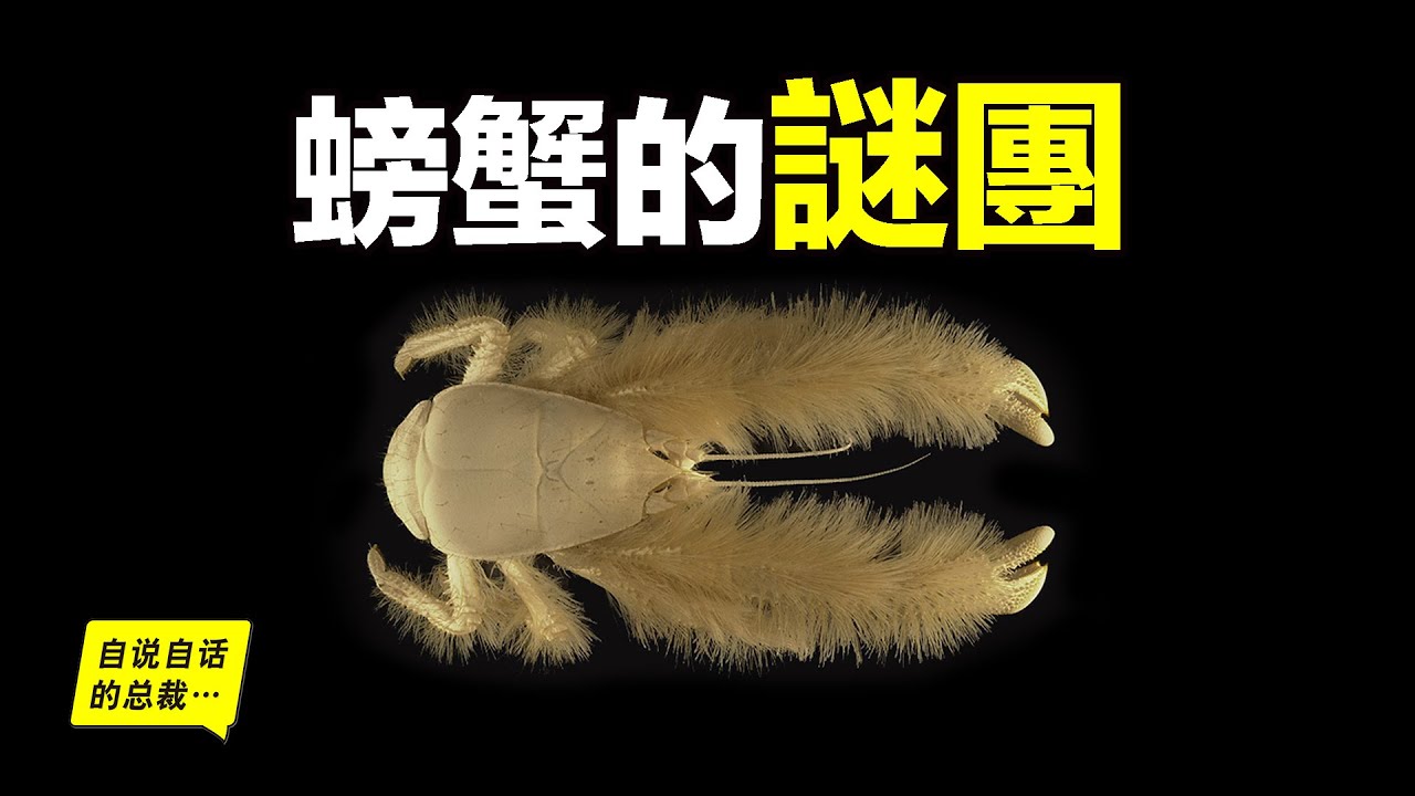 為什麼說進化的終點是螃蟹？原來，至少有5類史前蟲子進化成了螃蟹……|自說自話的總裁