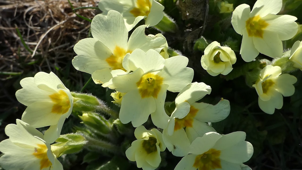 Primeln im Garten am 21. III. 2019 &ndash; Panasonic Lumix DC-FZ 82 Superzoom
