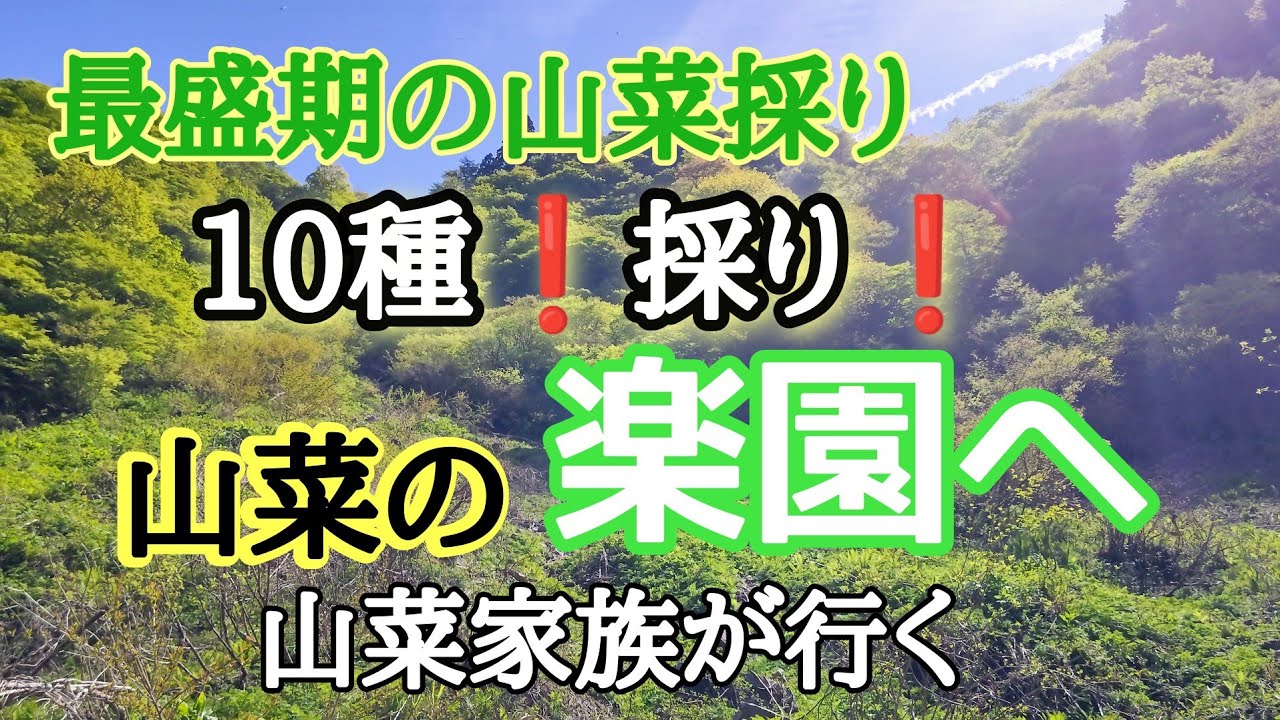 【山菜採り】最盛期はヤバい！10種採り❗山菜天国へ山菜家族が行く！！