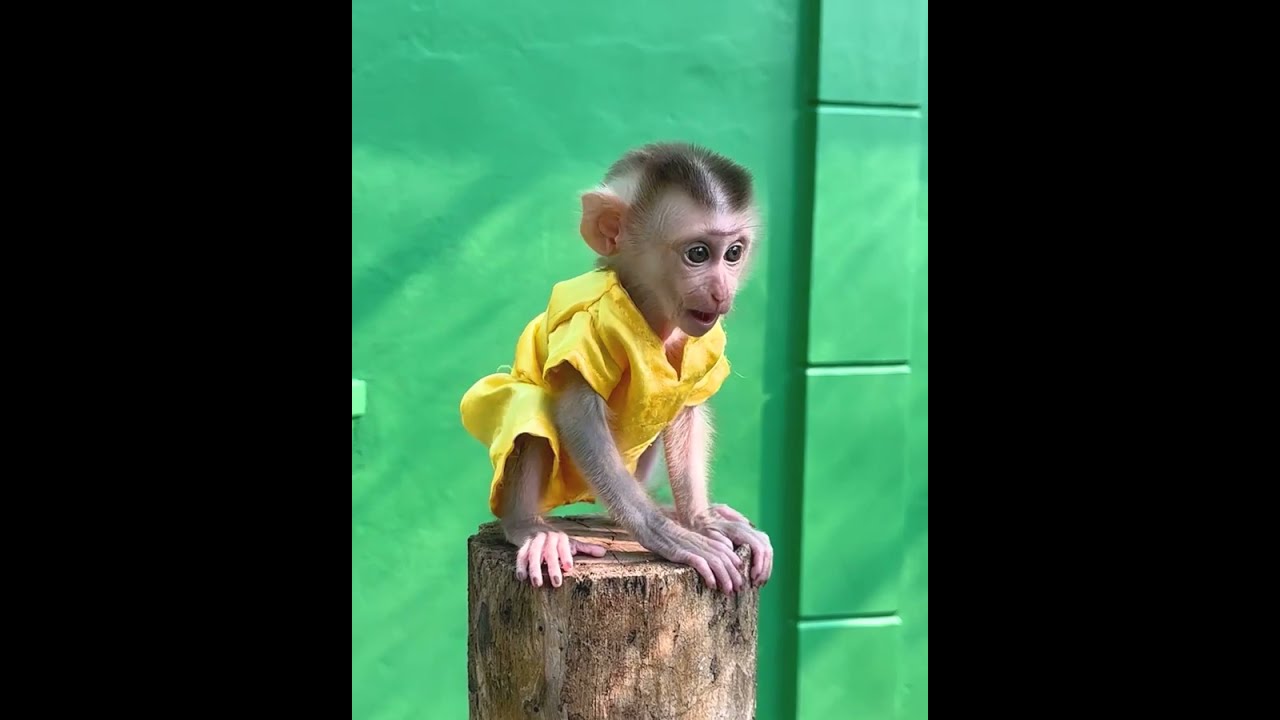 Poor Baby Niko doesn't like that, so get her out of here