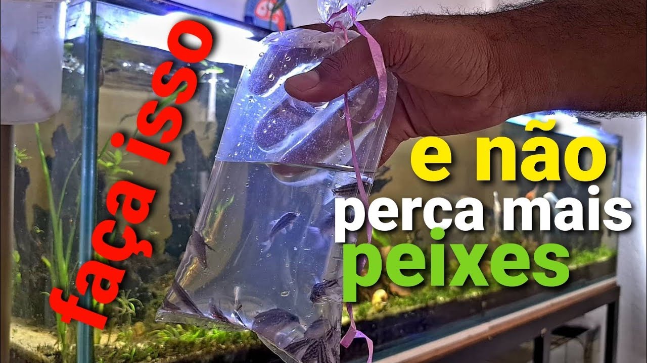 COMO SOLTAR PEIXE? Forma, fácil, segura e eficiente!