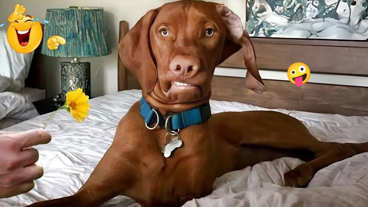 FUNNY DOGS FAILS 2026 🤣 Hilarious Dog Moments That Will Keep You Laughing All Day! 🐾#50