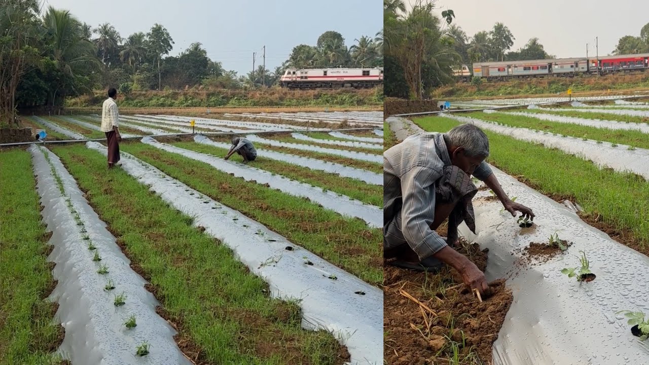നെൽപ്പാടത്ത് തണ്ണിമത്തൻ കൃഷി – വലിയ പിഴവാണോ? സത്യാവസ്ഥ ഇതാണ്