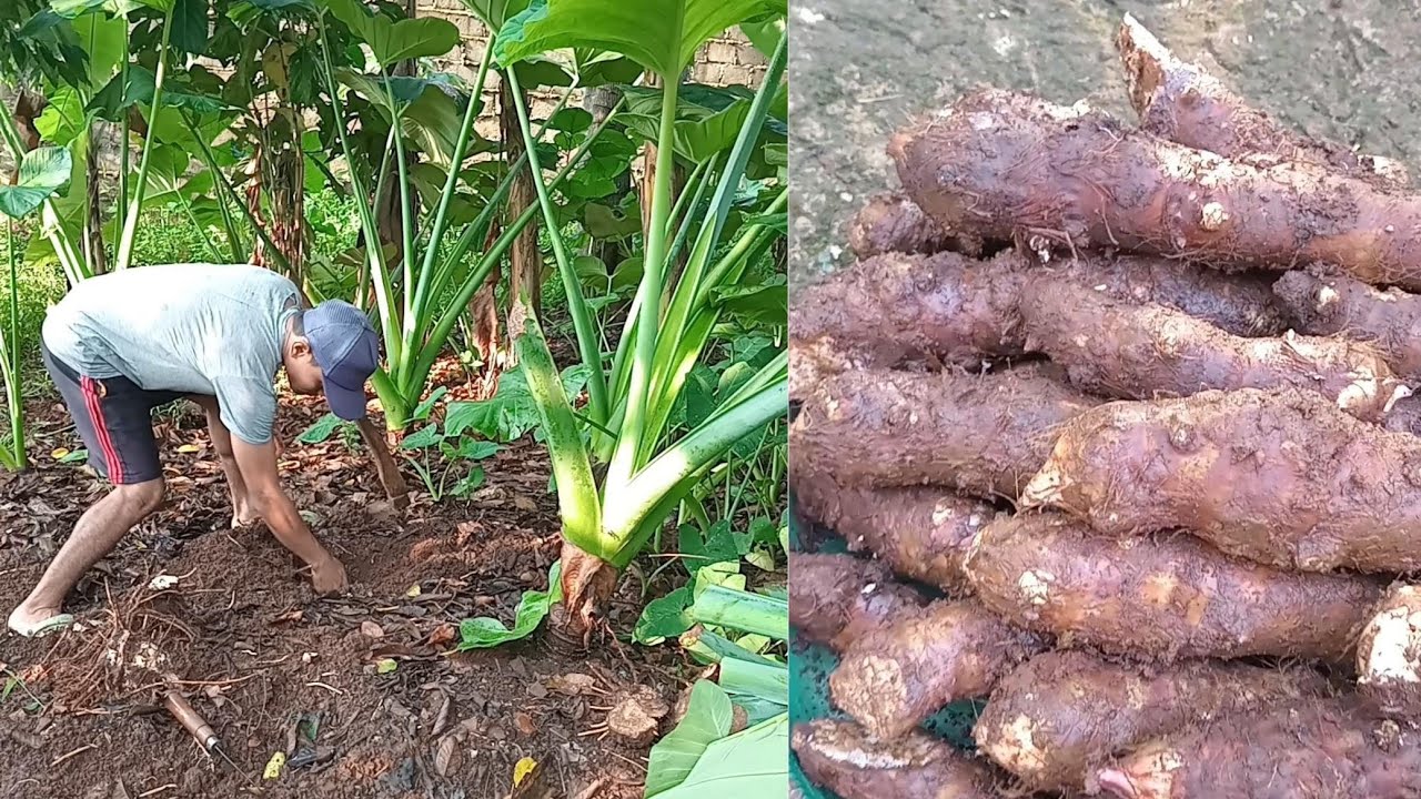 Panen talas belitung ( amatiran ) #nature #agrikultur #gardening #garden #farming