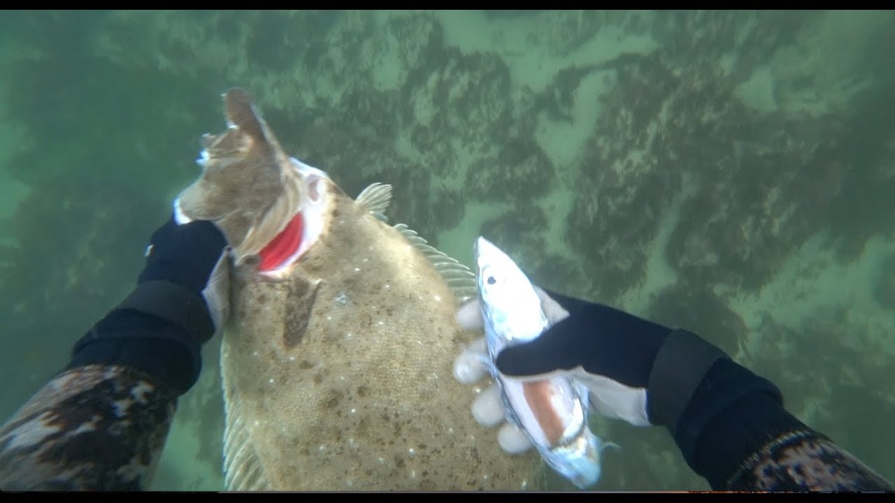 Spearfishing California Halibut 2019