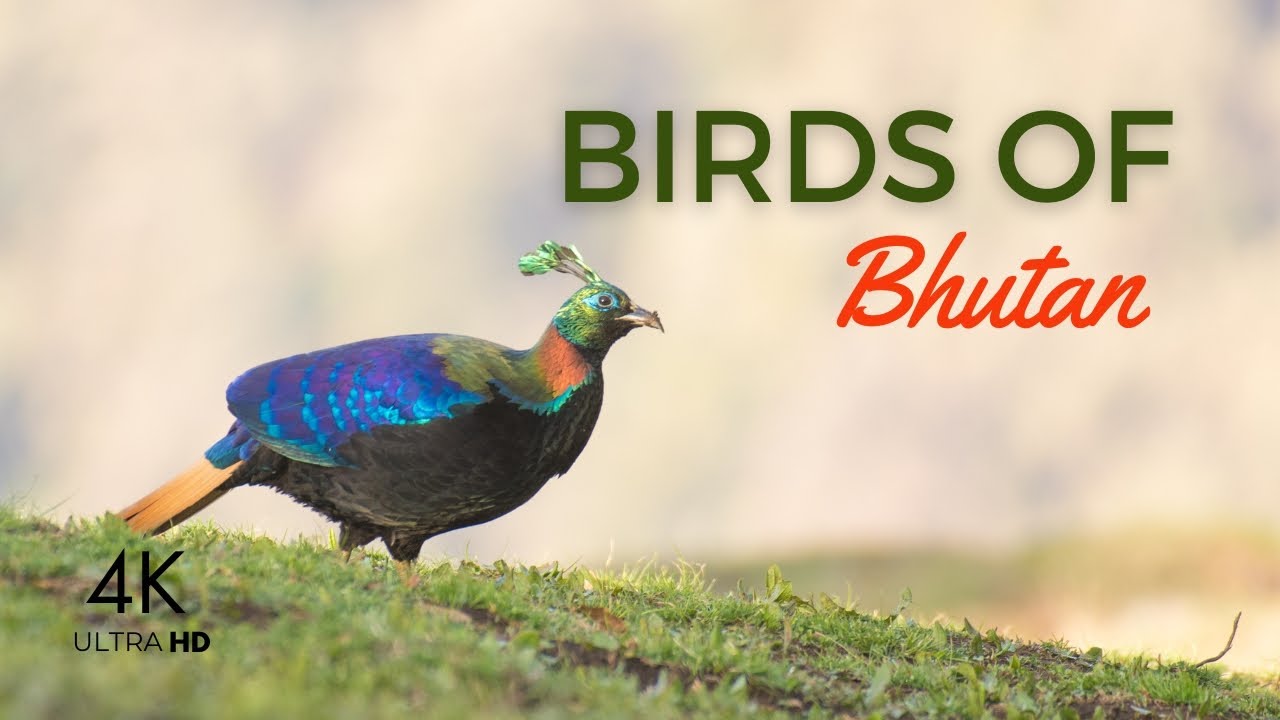Birds of Bhutan 4K