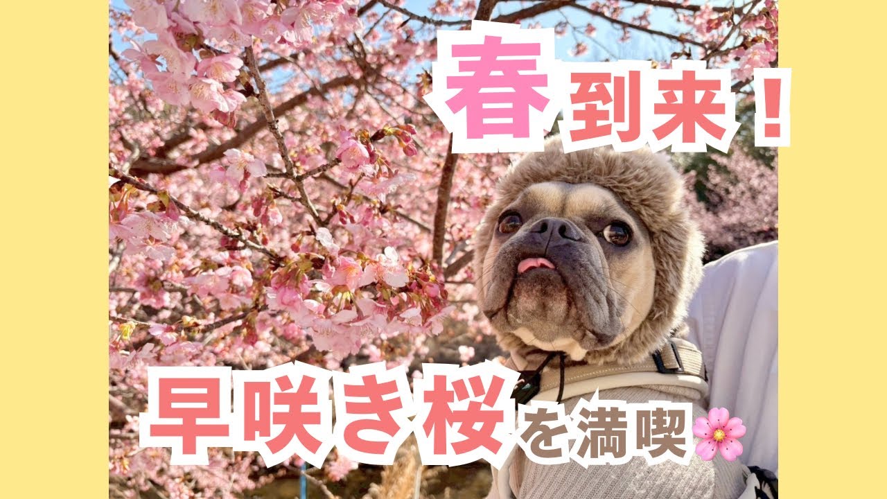 【2026最新】河津桜まつり！今の開花状況は？無料駐車場の穴場も紹介。フレブルと春のお花見散歩🌸