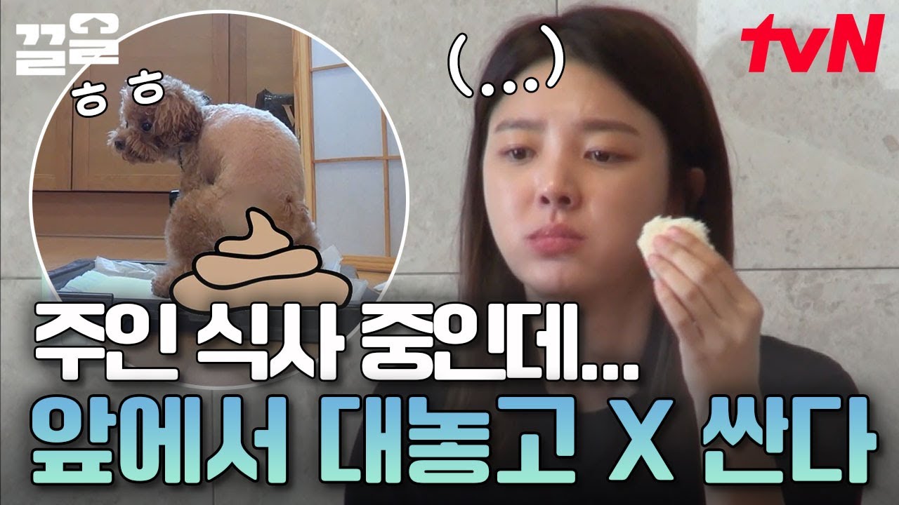 푸딩아.. 밥 먹는데 💩은 좀;; 당황당한 엄현경ㅋㅋㅋ 엄마가 없을 때 포착된 푸딩이의 이상 행동 | 대화가필요한개냥