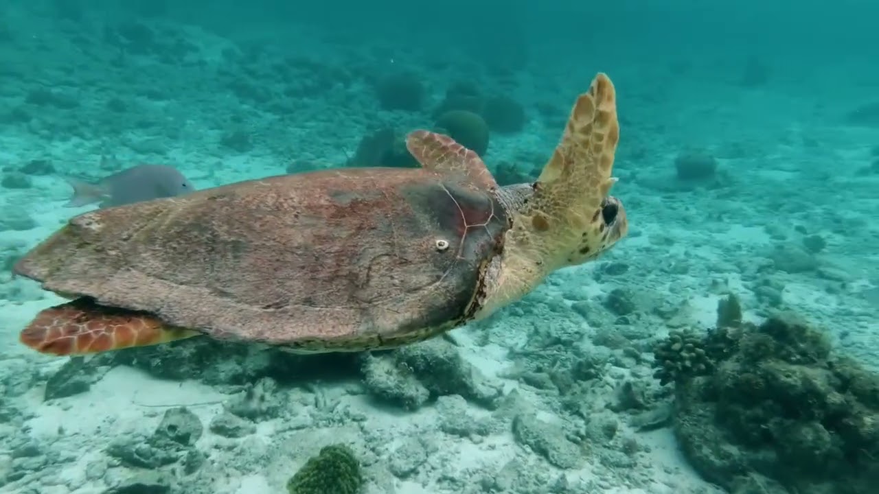 Wildlife   Free Nature animals Videos   No copyright video   Royalty free nature videos   HikingFex