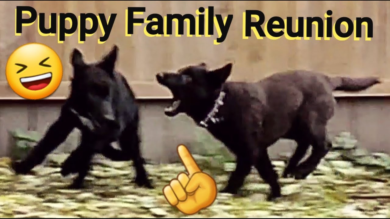 Puppy Play Date - Family Reunion - Lycan Shepherd Project Puppy Update