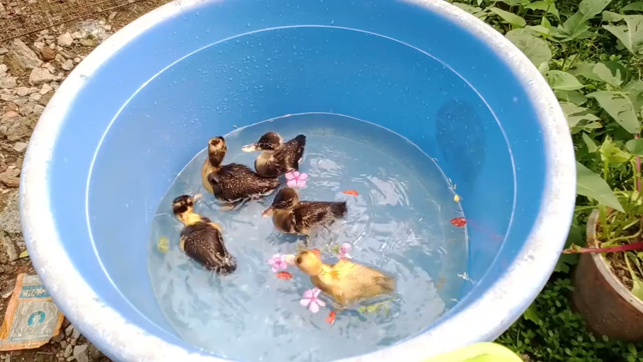 OMG 😱😳 my baby duck swimming  🦆 . cute 🥺 duck 🐥🤩