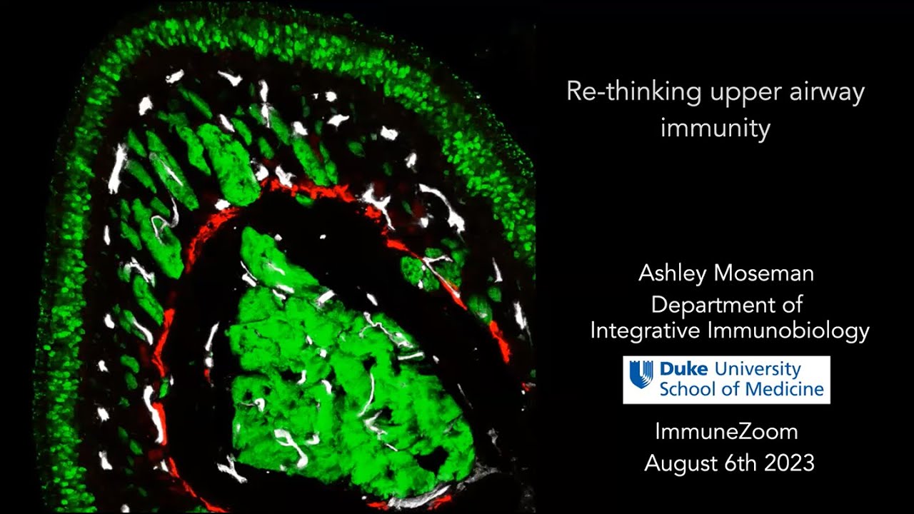 Re-thinking upper airway immunity